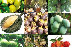 Việt Nam nên tham gia thị trường chế biến trái cây