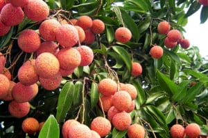 Hải Dương sẽ xuất khẩu 1.000 tấn vải thiều trong năm 2018